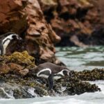 Ballestas Islands & Paracas National Reserve from Paracas - Authentic Highlights and Practical Insights