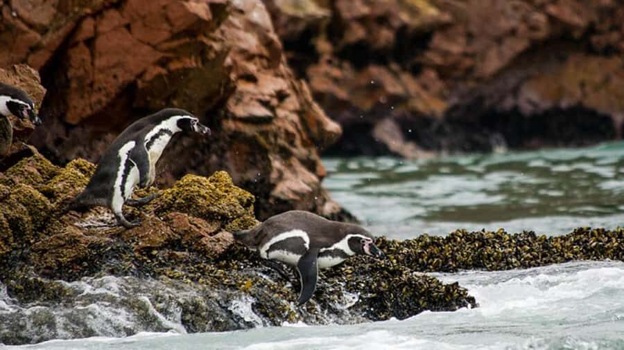 Ballestas Islands & Paracas National Reserve from Paracas - Authentic Highlights and Practical Insights