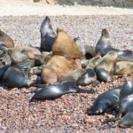 Ballestas Islands Sightseeing Boat Ride from Paracas - What to Expect from the Boat Ride