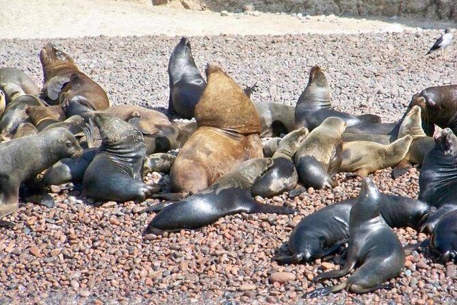 Ballestas Islands Sightseeing Boat Ride from Paracas - What to Expect from the Boat Ride