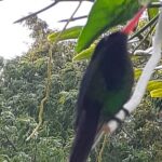 Bamboo Rafting/Foot Massage And Bird Sanctuary Private Tour - Final Thoughts