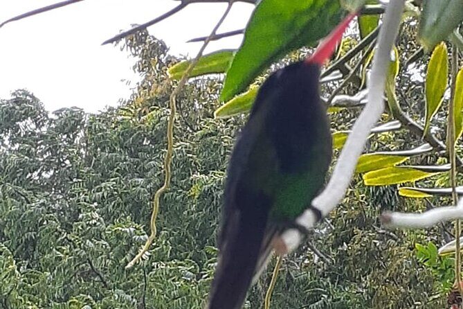 Bamboo Rafting/Foot Massage And Bird Sanctuary Private Tour - Final Thoughts