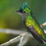 Barbados Bird Watching Experience (Transport Included) - Who Should Do This Tour?