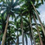 Barbados Botanical Tour - An In-Depth Look at the Barbados Botanical Tour