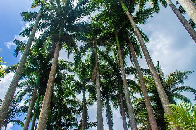 Barbados Botanical Tour - An In-Depth Look at the Barbados Botanical Tour