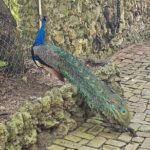 Barbados Private Scenic Tour: With Monkey Feeding Experience - FAQs