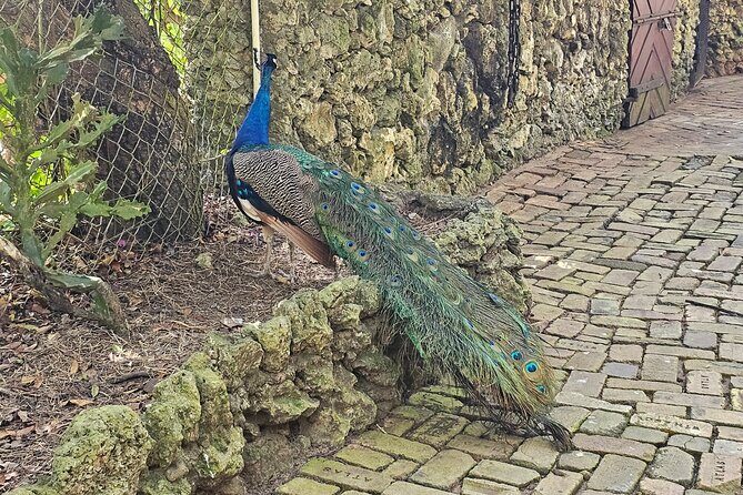 Barbados Private Scenic Tour: With Monkey Feeding Experience - FAQs