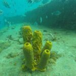 Barbados Shore Excursion: Carlisle Bay Turtle & Shipwreck - FAQs