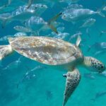 Barbados Shore Excursion Snorkel cruise and Beach Day - What Makes This Tour Stand Out