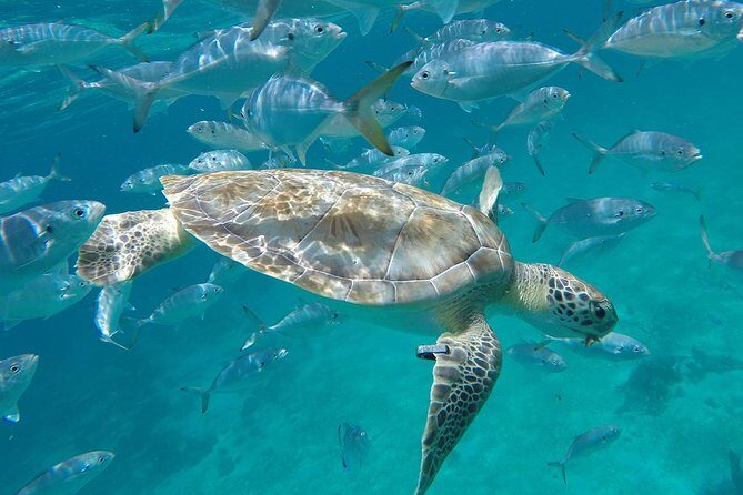 Barbados Shore Excursion Snorkel cruise and Beach Day - What Makes This Tour Stand Out