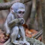 Barbados Shore Excursion: Wildlife Encounter and Beach Day - What We Love About This Tour