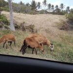 Barbados "Sweet Deal" Scenic Tour - The Sum Up: Is This Tour the Right Fit for You?