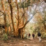 Bariloche: Boat Trip to Victoria Island and the Arrayanes Forest - A Detailed Look at the Experience