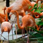 Barranquilla Zoo Access Ticket - Who Will Love Barranquilla Zoo?