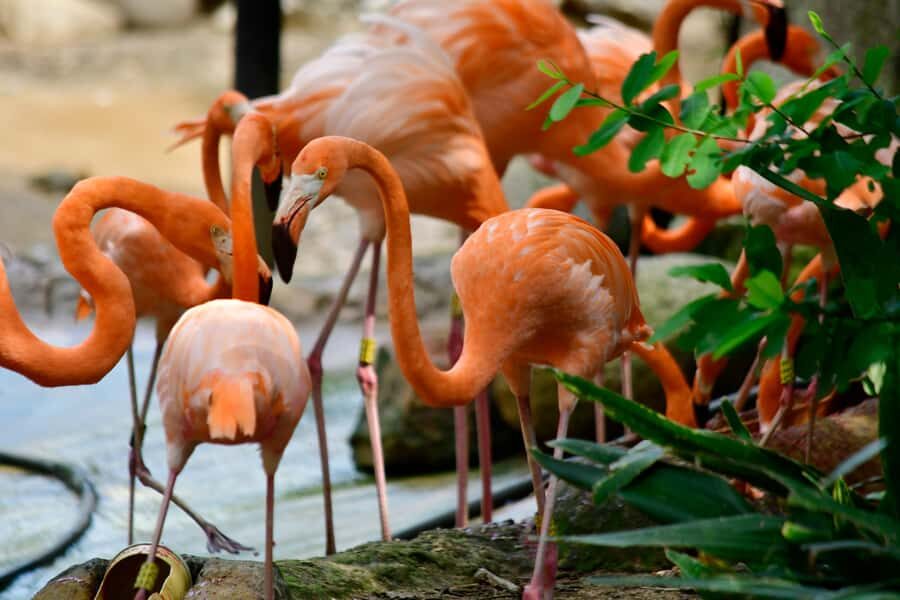Barranquilla Zoo Access Ticket - Who Will Love Barranquilla Zoo?