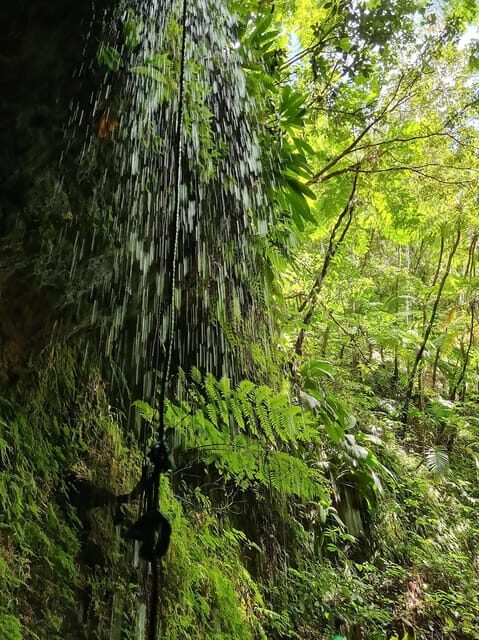 Basseterre Rainforest Hike - Why This Tour Matters