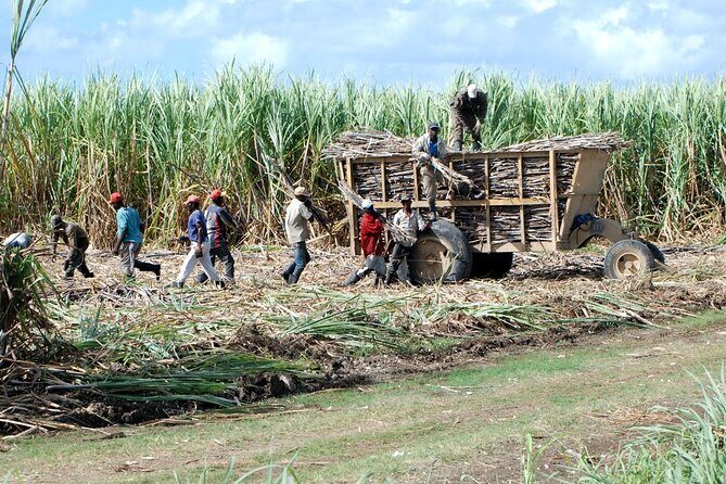 Bayahibe Safari Discovery - Final Thoughts: Is It Worth It?