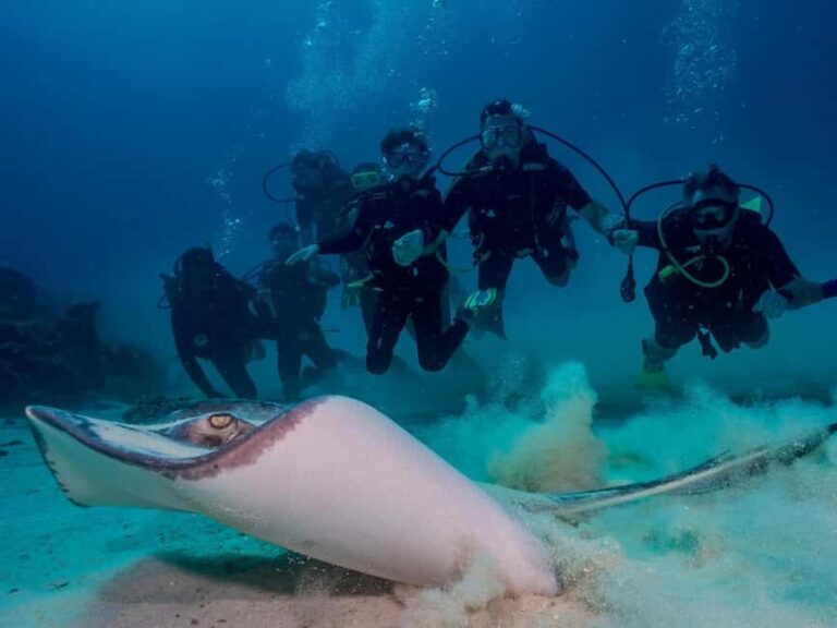 Bayhibe: Private 2 Tank Scuba Dive tour in the National Park - FAQs