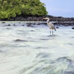 Beach Wildlife and Snorkel Adventure with Underwater Specialist - Frequently Asked Questions