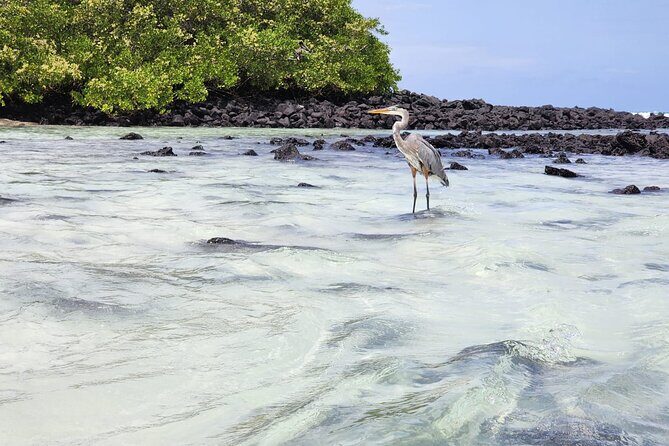 Beach Wildlife and Snorkel Adventure with Underwater Specialist - Frequently Asked Questions