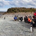 Beagle Channel to Martillo Island and Walk Among Penguins - What Travelers Say: Authentic Perspectives