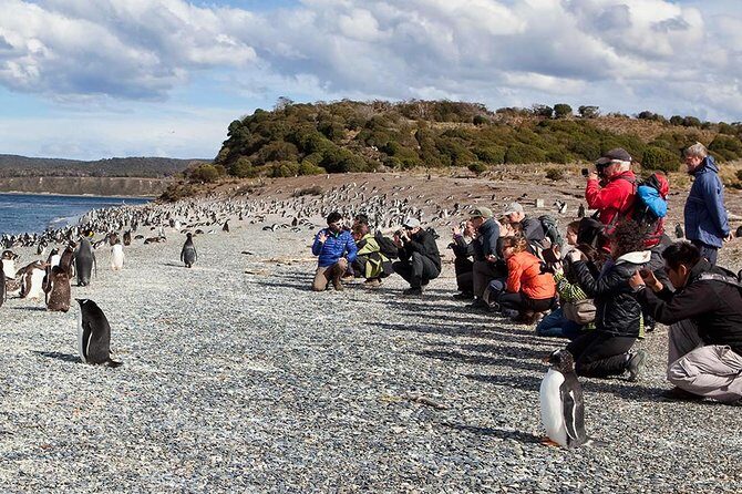 Beagle Channel to Martillo Island and Walk Among Penguins - What Travelers Say: Authentic Perspectives