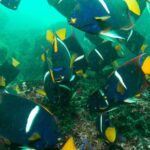 Beginner Diving Lesson (2 Days) with Two Tank Dives in Guanacaste - Possible Drawbacks or Considerations