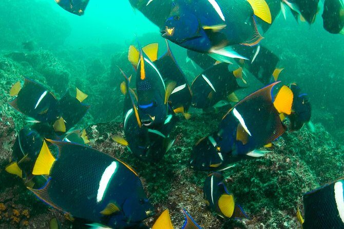 Beginner Diving Lesson (2 Days) with Two Tank Dives in Guanacaste - Possible Drawbacks or Considerations