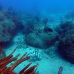 Beginner Scuba Diving with Turtles and Videos, San Juan - What Makes This Scuba Tour Stand Out?