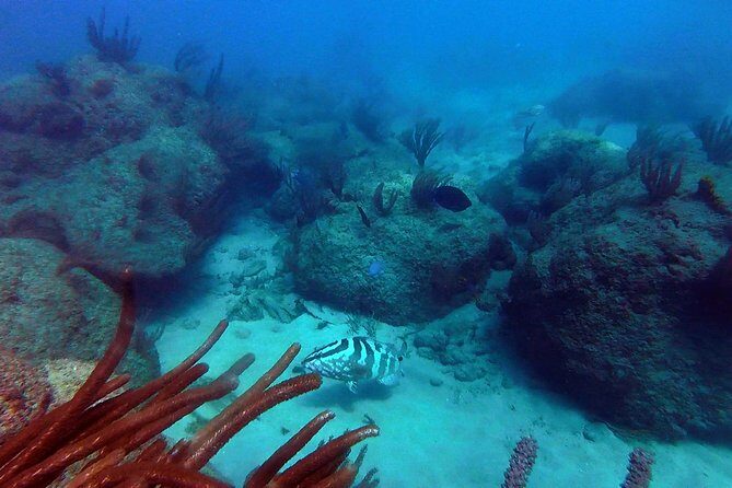 Beginner Scuba Diving with Turtles and Videos, San Juan