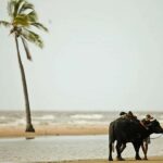 Belém: Marajó Island Day Trip with Buffalo Farm Visit - Authenticity and Practicality: The Realities of the Tour