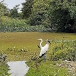 Belize City Culture, Nature, Rum tasting, Souvenir Shop Stop - Who Will Love This Tour?