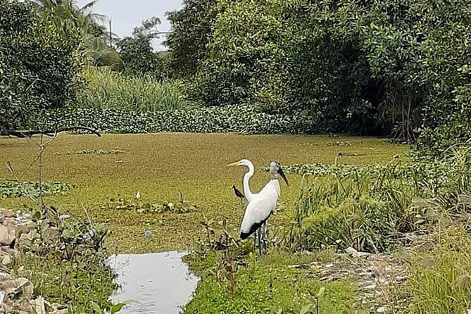 Belize City Culture, Nature, Rum tasting, Souvenir Shop Stop - Who Will Love This Tour?