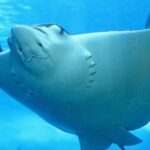 Belize Hol Chan Marine Reserve & Shark Ray Alley Snorkel Tour - Ambergris Caye - What’s Included and Practical Details