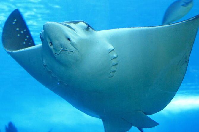 Belize Hol Chan Marine Reserve & Shark Ray Alley Snorkel Tour - Ambergris Caye - What’s Included and Practical Details