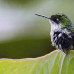 Bellavista Cloud Forest Reserve - full day - What We Loved About This Tour