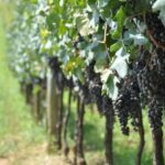 Bento: DayTour Privado Vale Vinhedos saindo de Porto Alegre - Key Points