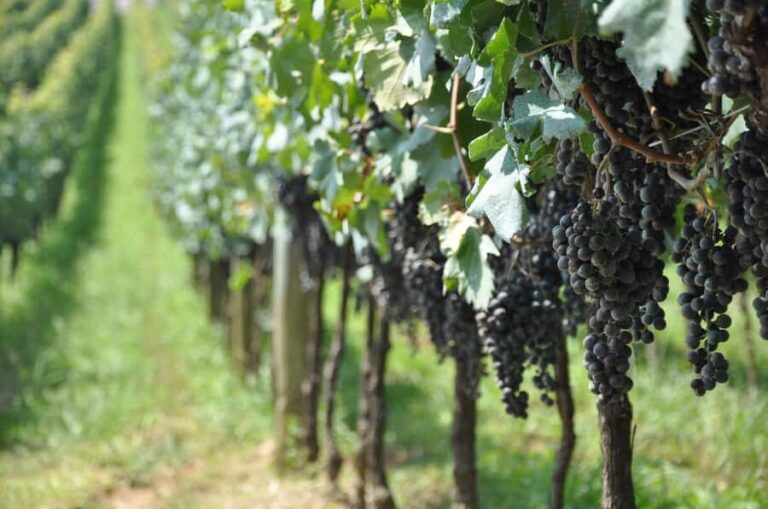 Bento: DayTour Privado Vale Vinhedos saindo de Porto Alegre - Key Points