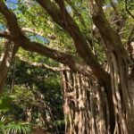 Bermuda Railway Trail and Off The Beaten Path Walking Experience - An In-Depth Look at the Bermuda Railway Trail and Off The Beaten Path Walk