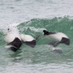 Bertha's Beach Penguin Experience - Who Will Love This Tour?