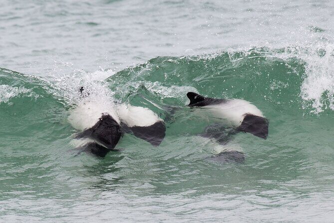 Bertha's Beach Penguin Experience - Who Will Love This Tour?
