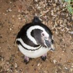 Best Tour to Peninsula Valdes - What’s Included and What’s Not