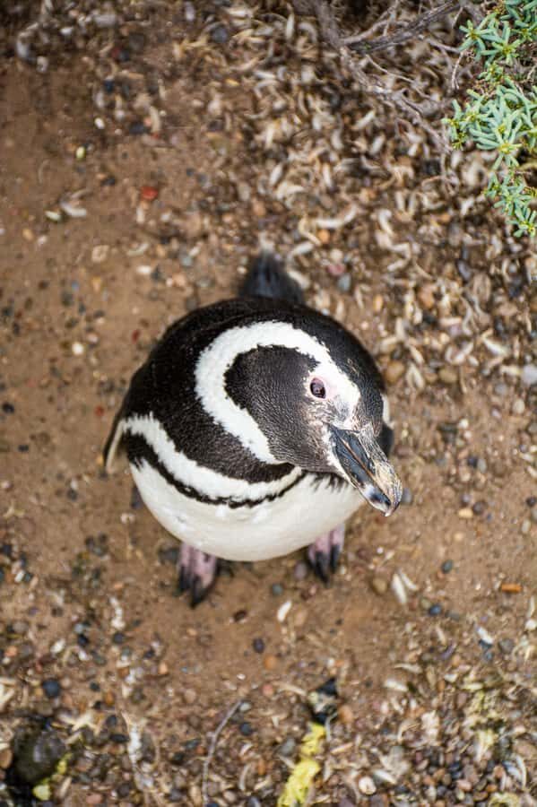 Best Tour to Peninsula Valdes - What’s Included and What’s Not