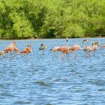 Bigi Pan Tourist Eco Lodge - FAQs