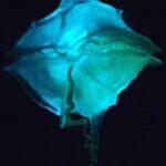 BioBay Kayak Tour with San Juan Roundtrip Transportation - The Itinerary in Detail