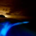 Bioluminescence Tour by Boat - Analyzing the Value