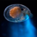 Bioluminescent Night Snorkeling - FAQs