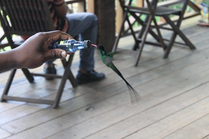 Bird Feeding Sanctuary & Montego Bay Highlight Tour - Why This Tour Offers Quality and Value