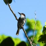 Bird Feeding Sanctuary, Montego Bay Highlights and Columbus Park Day Adventure - Who Will Love This Tour?