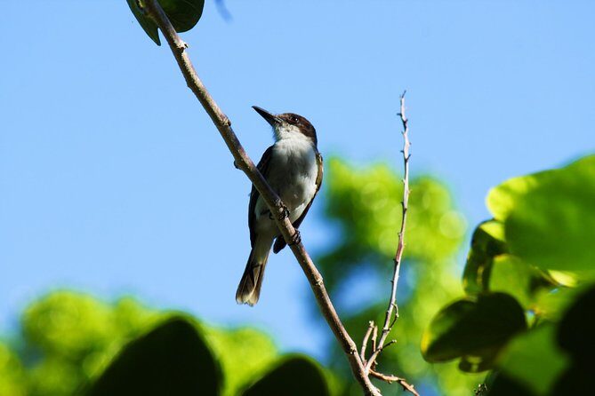 Bird Feeding Sanctuary, Montego Bay Highlights and Columbus Park Day Adventure - Who Will Love This Tour?